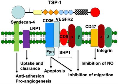 Frontiers | Endothelial Cell Behavior Is Determined By Receptor ...